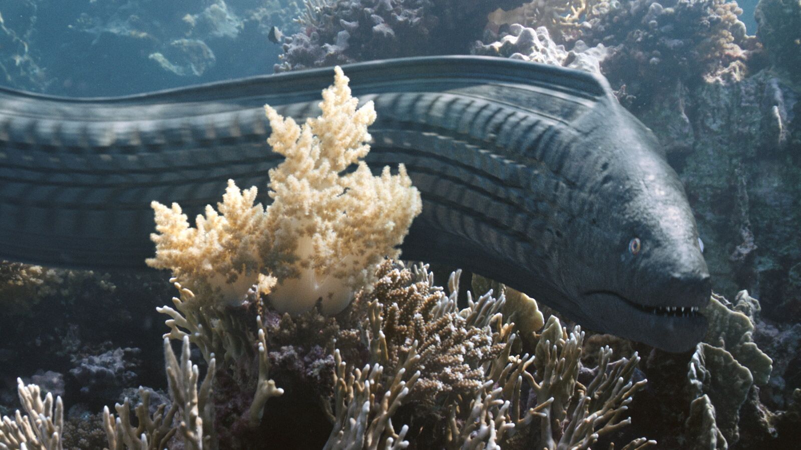 3D animated moray made from car tyres
